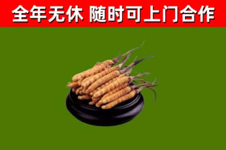 田东回收冬虫夏草